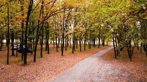 IMG 0027 Stock Footage 203837986