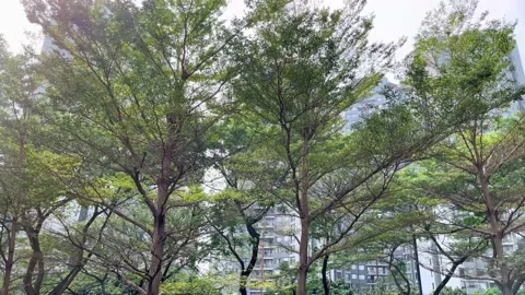 IMG 0038 動画素材 206073571