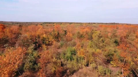 IMG 0050 Stock Footage 203853420