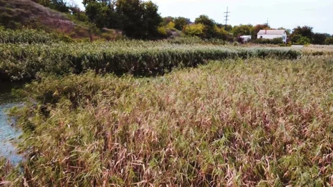 IMG 0060 Stock Footage 203853496