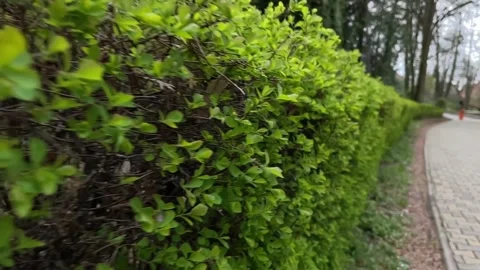 IMG 0093 库存影片 260345630