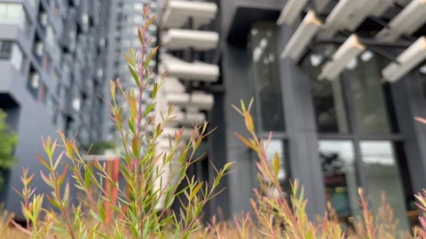 IMG 0196 Stock Footage 152058519