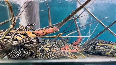 IMG 0258 Stock Footage 208907579