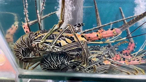 IMG 0259 Stock Footage 208907586