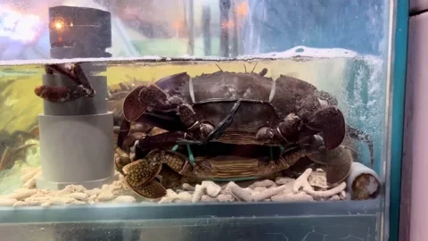 IMG 0260 Stock Footage 208907643