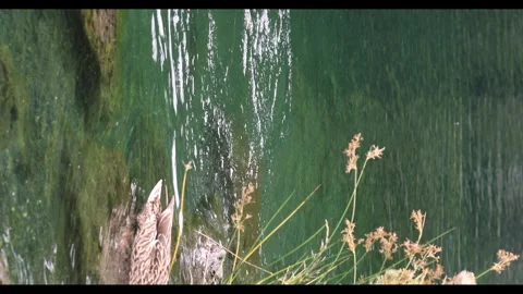 IMG 0260 Stock Footage 340059917