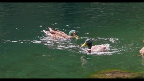 IMG 0261 Stock Footage 340059815