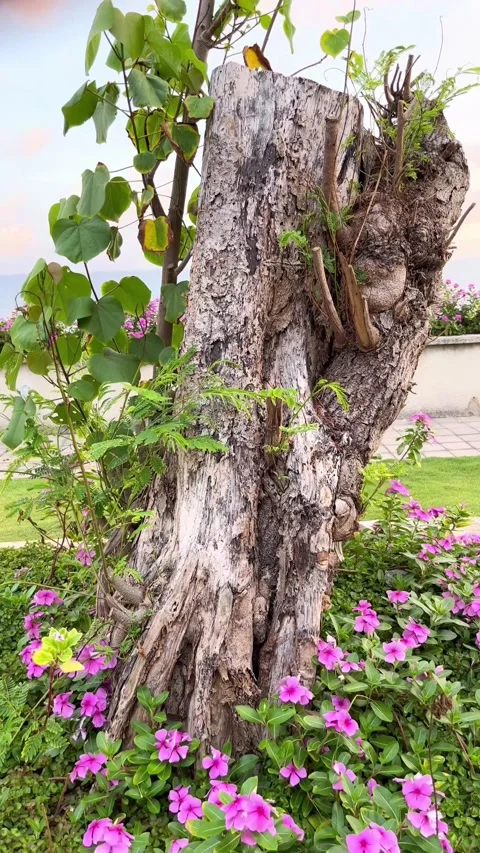 IMG 0263 Stock Footage 208907341