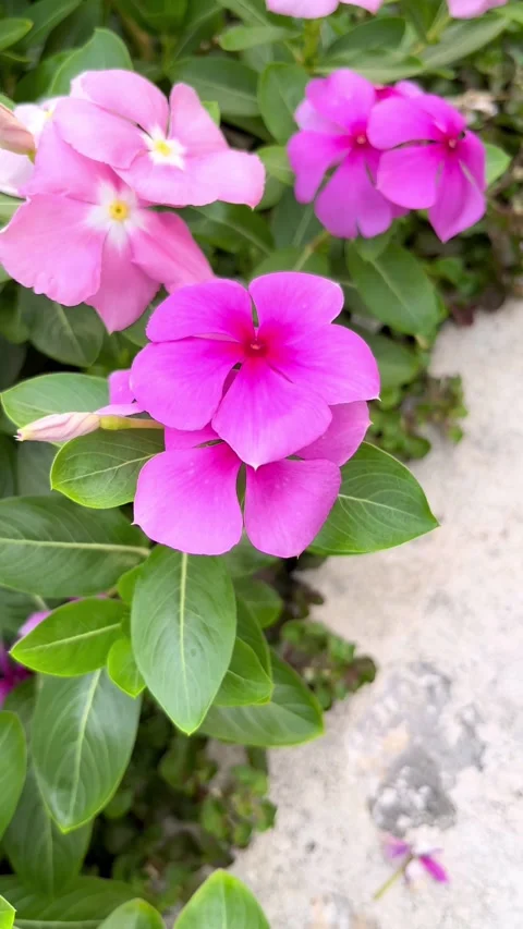 IMG 0264 動画素材 208906920