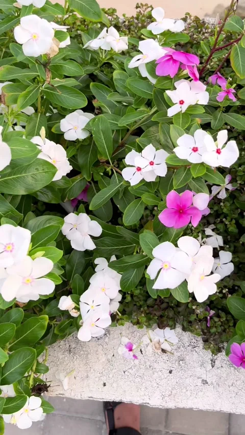 IMG 0265 Stock Footage 208906914