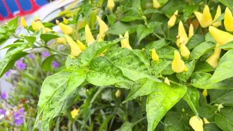 IMG 0270 動画素材 208905336