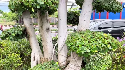 IMG 0271 動画素材 208905359