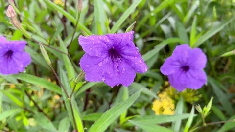 IMG 0275 Stock Footage 208905304