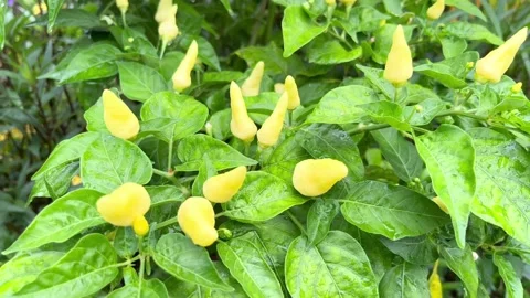 IMG 0276 動画素材 208903118