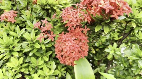 IMG 0277 Stock Footage 208904675