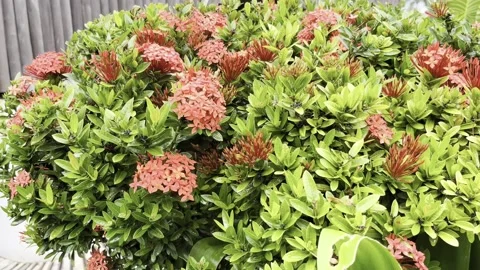 IMG 0278 動画素材 208903171