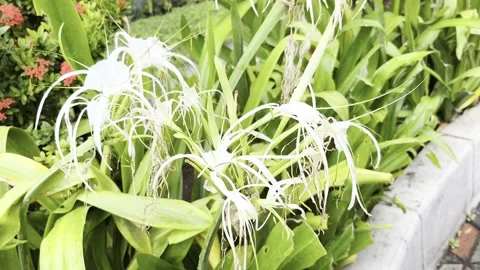 IMG 0279 動画素材 208903164