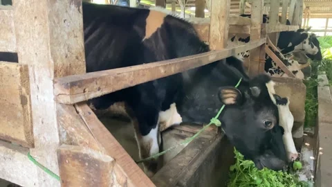 IMG 0596 Stock Footage 319888239