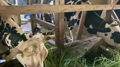 IMG 0597 Stock Footage 319888241