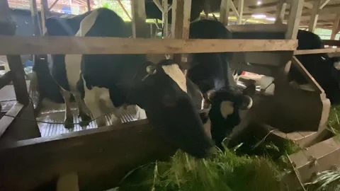 IMG 0600 Stock Footage 319888290