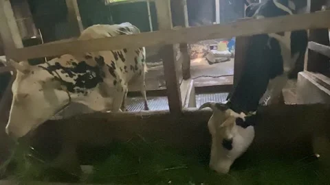 IMG 0604 Stock Footage 319888332