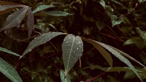 IMG 0616 Stock Footage 306598237