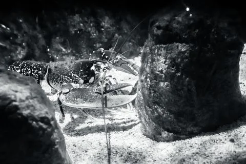 IMG 0695 Stock Photos
