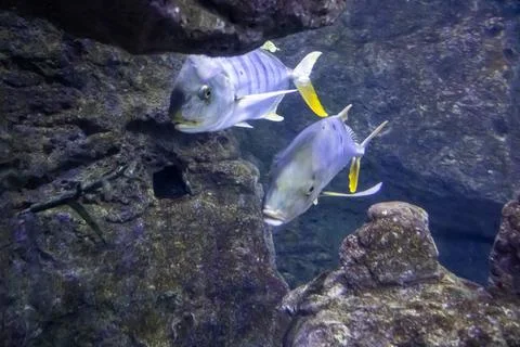 IMG 0733 Stock Photos