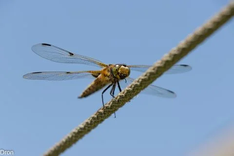 IMG 0738 Stock Photos
