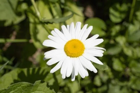 IMG 0744 Stock Photos