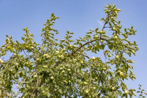 IMG 0806 Stock Photos