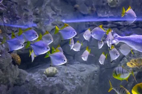 IMG 0807 Stock Photos