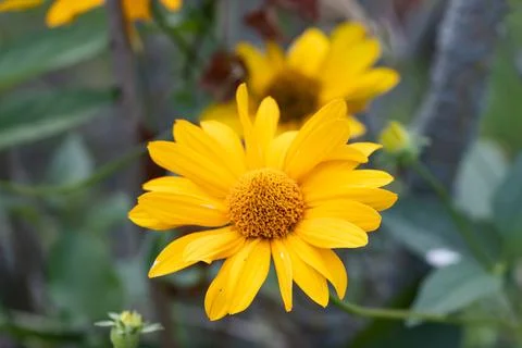 IMG 0807-Y Stock Photos