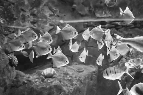 IMG 0809 Stock Photos