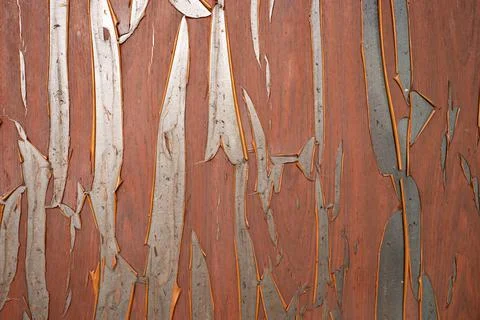 IMG 0861 Stock Photos