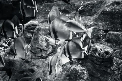 IMG 0875 Stock Photos