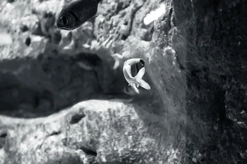 IMG 0885 Stock Photos