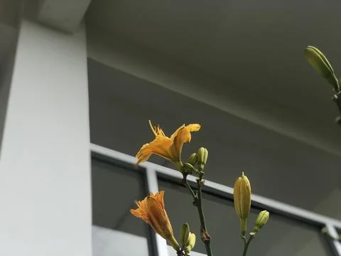 IMG 0941 Foto stock