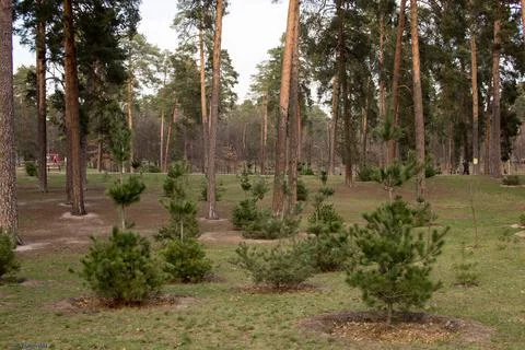 IMG 0984 Foto stock