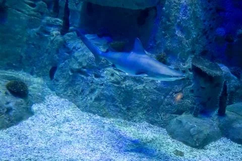 IMG 1010 Stock Photos