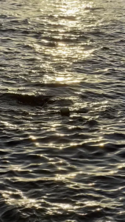 IMG 1011 Stock Footage 326640766