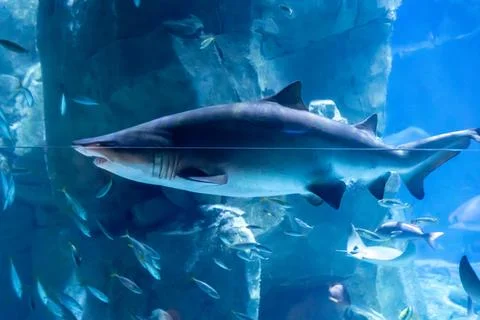 IMG 1069 Stock Photos