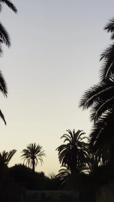 IMG 1172 Stock Footage 326640800