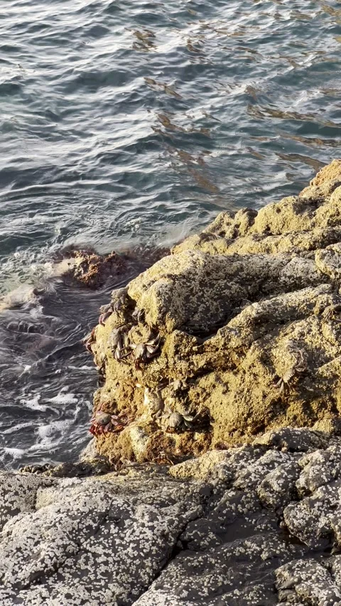 IMG 1176 Stock Footage 326640809