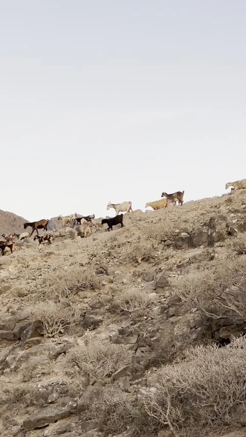 IMG 1178 Stock Footage 326640808