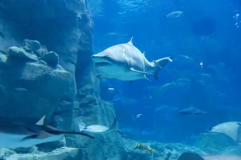 IMG 1237 Stock Photos