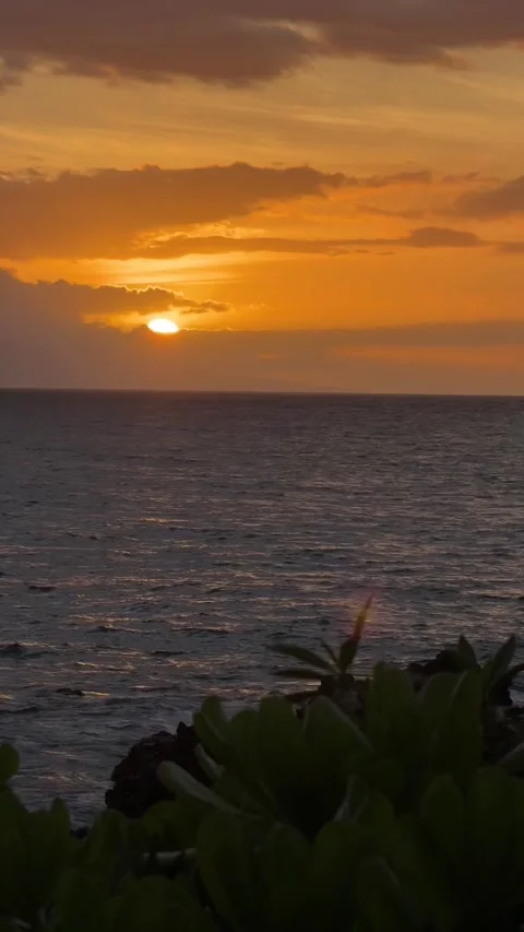 IMG 1350 動画素材 310805940