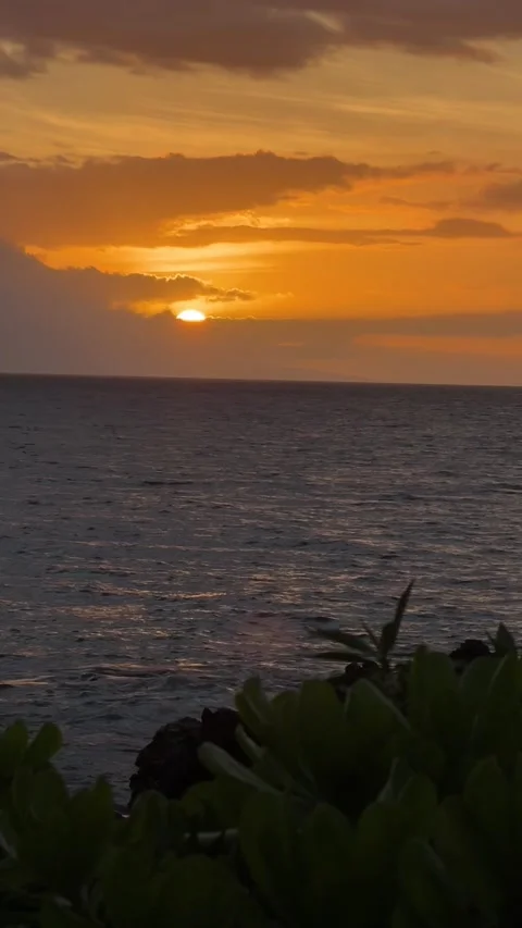 IMG 1351 動画素材 310805965