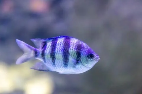 IMG 1382 Stock Photos