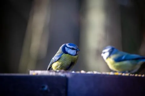 IMG 1399 스톡 사진